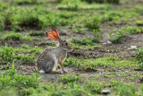 African Savanna Hare - Savannehaas - Lepus microtis