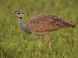 White-bellied Bustard - Senegaltrap - Eupodotis senegalensis