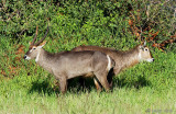 Waterbuck - Waterbok - Kobus ellipsiprymnus