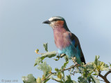 Lilac-breasted Roller - Vorkstaartscharrelaar - Coracias caudata