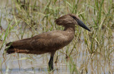 Hamerkop - Hamerkop - Scopus umbretta