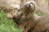Lion - Leeuw - Panthera leo