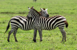 Plains Zebra - Steppezebra - Equus quagga