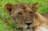 Lion - Leeuw - Panthera leo