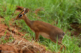 Kirks Dik-dik - Kirks Dikdik - Madoqua kirkii