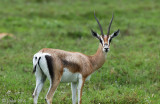 Grants Gazelle - Grantgazelle - Nanger granti 