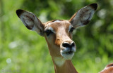 Impala - Impala - Aepyceros melampusp