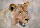 Lion - Leeuw - Panthera leo