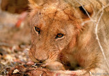 Lion - Leeuw - Panthera leo