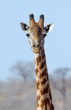 Giraffe - Giraf - Giraffa camelopardalis