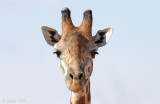 Giraffe - Giraf - Giraffa camelopardalis