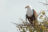 African Fish Eagle - Afrikaanse Zeearend - Haliaeetus vocifer
