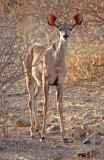 Lesser Kudu - Kleine Koedoe - Tragelaphus imberbis