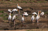 Yellow-billed Stork - Afrikaanse Nimmerzat - Mycteria ibis