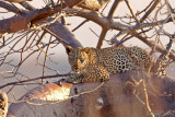 Leopard - Luipaard - Panthera pardus