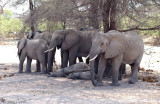 African Elephant - Afrikaanse Olifant - Loxodonta africana