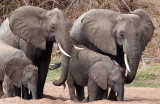African Elephant - Afrikaanse Olifant - Loxodonta africana