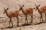 Impala - Impala - Aepyceros melampus