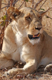 Lion - Leeuw - Panthera leo