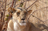 Lion - Leeuw - Panthera leo