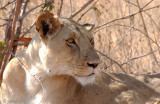 Lion - Leeuw - Panthera leo