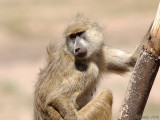 Yellow Baboon - Gele Baviaan - Papio cynocephalus
