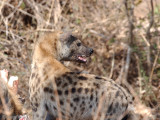 Spotted Hyena - Gevlekte Hyena - Crocuta crocuta