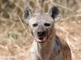 Spotted Hyena - Gevlekte Hyena - Crocuta crocuta