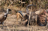 Black-backed Jackal - Zadeldekjakhals - Canis mesomelas