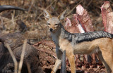 Black-backed Jackal - Zadeldekjakhals - Canis mesomelas