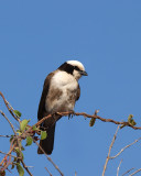 Northern White-crowned Shrike - Rappels witkruinklauwier - Eurocephalus ruppelli