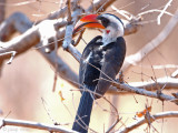 Von der Deckens Hornbill - Von der Deckens Tok - Tockus deckeni