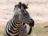Plains Zebra - Steppezebra - Equus quagga