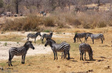 Plains Zebra - Steppezebra - Equus quagga