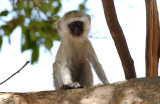 Vervet monkey - Groene Meerkat - Chlorocebus pygerythrus