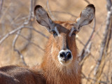 Waterbuck - Waterbok - Kobus ellipsiprymnus