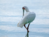 African Spoonbill - Afrikaanse Lepelaar - Platalea alba