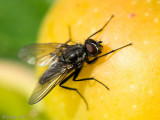 Anthomyiidae - Bloemvlieg - Delia spec