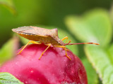 Box bug - Smalle Randwants - Gonocerus acuteangulatus