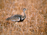 Black-bellied Bustard - Zwartbuiktrap - Eupodotis melanogaster