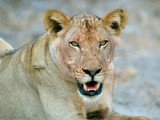 Lion - Leeuw - Panthera leo