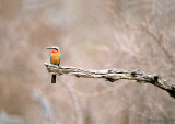 White-fronted Bee-eater - Witkapbijeneter - Merops bullockoides
