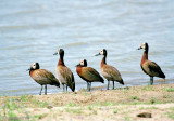 White-faced Whistling Duck - Witwangfluiteend - Dendrocygna viduata