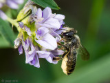 Leafcutter Bee  - Behangersbij - Megachile spec
