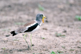 White-crowned Lapwing - Witkruinkievit - Vanillus albiceps