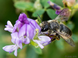 Leafcutter Bee  - Behangersbij - Megachile spec