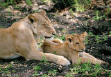 Lion - Leeuw - Panthera leo
