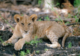 Lion - Leeuw - Panthera leo