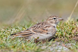 Short-toed Lark - Kortteenleeuwerik - Calandrella brachydactyla