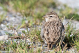 Short-toed Lark - Kortteenleeuwerik - Calandrella brachydactyla